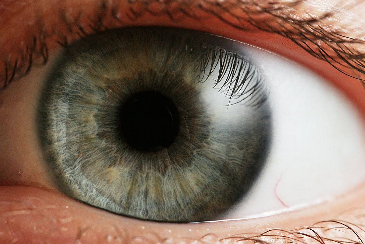 Разработан метод создания живой сетчатки глаза